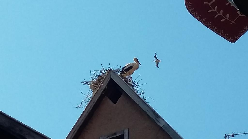 Appartamento La Légende des 2 Pierres Eguisheim Esterno foto